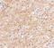 Apoptosis Inducing Factor Mitochondria Associated 3 antibody, NBP1-76889, Novus Biologicals, Immunohistochemistry paraffin image 