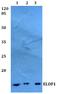 Elongation Factor 1 Homolog antibody, A19249, Boster Biological Technology, Western Blot image 