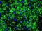 Neurofilament Heavy antibody, NBP1-97726, Novus Biologicals, Immunofluorescence image 