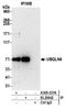 Ubiquilin 4 antibody, A305-237A, Bethyl Labs, Immunoprecipitation image 