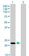 Serine And Arginine Rich Splicing Factor 10 antibody, LS-C133661, Lifespan Biosciences, Western Blot image 