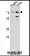 Dachshund Family Transcription Factor 2 antibody, 56-944, ProSci, Western Blot image 