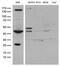 NEDD8-activating enzyme E1 catalytic subunit antibody, M05116-1, Boster Biological Technology, Western Blot image 