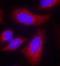 G Protein-Coupled Receptor 160 antibody, orb215127, Biorbyt, Immunofluorescence image 