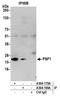 GINS Complex Subunit 1 antibody, A304-169A, Bethyl Labs, Immunoprecipitation image 