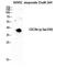 C-X-C Motif Chemokine Receptor 4 antibody, A00031S339-1, Boster Biological Technology, Western Blot image 