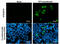 Pancreatic Polypeptide antibody, GTX629070, GeneTex, Immunofluorescence image 