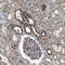 CREB Regulated Transcription Coactivator 1 antibody, NBP1-89865, Novus Biologicals, Immunohistochemistry paraffin image 