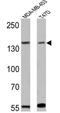 Erb-B2 Receptor Tyrosine Kinase 4 antibody, GTX80811, GeneTex, Western Blot image 