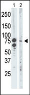 Bromodomain Containing 3 antibody, AP14979PU-N, Origene, Western Blot image 