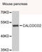 Calcium Binding And Coiled-Coil Domain 2 antibody, STJ29497, St John