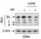 BCL2 Like 11 antibody, 3405, ProSci, Western Blot image 