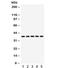 Dickkopf WNT Signaling Pathway Inhibitor 3 antibody, R32343, NSJ Bioreagents, Western Blot image 