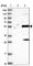 Zinc Finger CCHC-Type Containing 12 antibody, HPA031016, Atlas Antibodies, Western Blot image 