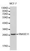 Ribonuclease A Family Member 11 (Inactive) antibody, LS-C331253, Lifespan Biosciences, Western Blot image 