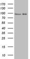 cGMP-dependent protein kinase 2 antibody, CF807705, Origene, Western Blot image 