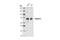 Calpain 2 antibody, 2539S, Cell Signaling Technology, Western Blot image 