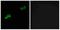 Olfactory Receptor Family 2 Subfamily AT Member 4 antibody, A15631, Boster Biological Technology, Western Blot image 