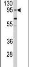 Clock Circadian Regulator antibody, PA5-14532, Invitrogen Antibodies, Western Blot image 