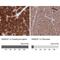 NSE1 Homolog, SMC5-SMC6 Complex Component antibody, NBP1-92200, Novus Biologicals, Immunohistochemistry paraffin image 