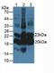 Alpha-1-acid glycoprotein antibody, abx131713, Abbexa, Western Blot image 