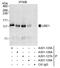 UBA1 antibody, A301-128A, Bethyl Labs, Immunoprecipitation image 