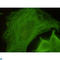 Tubulin antibody, LS-C813142, Lifespan Biosciences, Immunocytochemistry image 