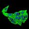 Syndecan 1 antibody, NBP2-37282, Novus Biologicals, Immunofluorescence image 