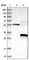  antibody, HPA014063, Atlas Antibodies, Western Blot image 