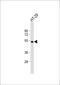 Lipase C, Hepatic Type antibody, 56-321, ProSci, Western Blot image 