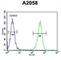 Glutamine-Fructose-6-Phosphate Transaminase 2 antibody, abx034306, Abbexa, Western Blot image 