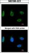 Nibrin antibody, NB100-221, Novus Biologicals, Immunofluorescence image 