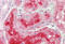 Alkaline Phosphatase, Biomineralization Associated antibody, MBS249123, MyBioSource, Immunohistochemistry frozen image 