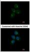 Chitinase Acidic antibody, NBP2-15880, Novus Biologicals, Immunofluorescence image 