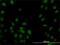 Sp1 Transcription Factor antibody, H00006667-M02, Novus Biologicals, Immunocytochemistry image 