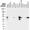 TNF Receptor Associated Factor 1 antibody, NB100-56170, Novus Biologicals, Western Blot image 