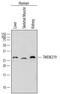 Transmembrane Protein 219 antibody, PA5-47932, Invitrogen Antibodies, Western Blot image 