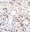 NLR Family Pyrin Domain Containing 9 antibody, orb101374, Biorbyt, Immunohistochemistry paraffin image 