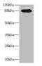 Bifunctional heparan sulfate N-deacetylase/N-sulfotransferase 1 antibody, A55978-100, Epigentek, Western Blot image 