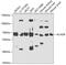 Acyl-CoA Dehydrogenase Family Member 9 antibody, GTX55488, GeneTex, Western Blot image 