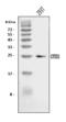 Cbp/P300 Interacting Transactivator With Glu/Asp Rich Carboxy-Terminal Domain 1 antibody, A04351-1, Boster Biological Technology, Western Blot image 