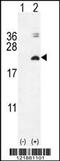 Interleukin 17F antibody, 55-527, ProSci, Western Blot image 