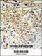 Perilipin-2 antibody, 61-797, ProSci, Immunohistochemistry paraffin image 