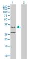 Translational Activator Of Cytochrome C Oxidase I antibody, H00051204-B01P, Novus Biologicals, Western Blot image 