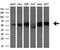 Annexin A11 antibody, GTX84884, GeneTex, Western Blot image 