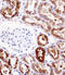 PDZ Domain Containing 1 antibody, 58-038, ProSci, Immunohistochemistry paraffin image 