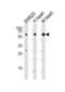 Hyaluronan synthase 2 antibody, OAAB03095, Aviva Systems Biology, Western Blot image 