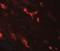 Calcium Sensing Receptor antibody, NBP2-41271, Novus Biologicals, Immunocytochemistry image 