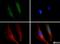 DISC1 Scaffold Protein antibody, NB110-40773, Novus Biologicals, Immunofluorescence image 
