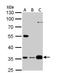 Growth Arrest Specific 2 Like 1 antibody, NBP1-32310, Novus Biologicals, Western Blot image 